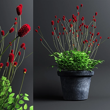 Bloodthirsty Sanguisorba: Beautiful Landscape Plant 3D model image 1 