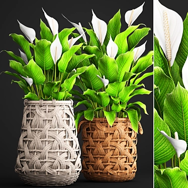 Evergreen Collection: Spathiphyllum 3D model image 1 