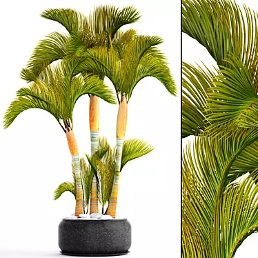 Golden Palm Collection 3D model image 1 