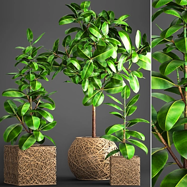 Ficus Robusta Pot Collection 3D model image 1 