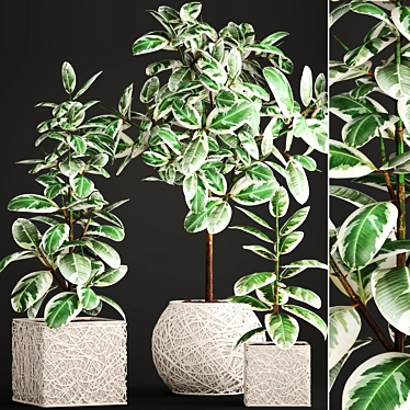 Variegated Ficus Elastica: Stunning Plant Collection 3D model image 1 