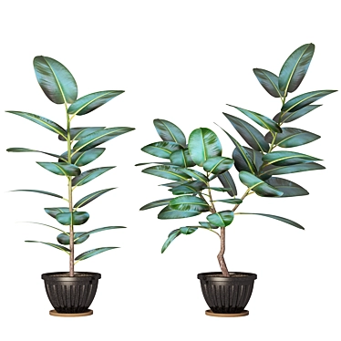 Exquisite Ficus Plant: Ficus_02 3D model image 1 