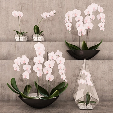 Exquisite Orchid Collection 3D model image 1 