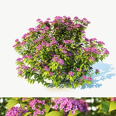 Japanese Spirea: Large, 100cm 3D model image 1 