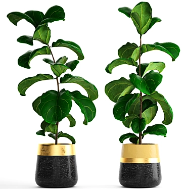 Ficus Lyrata Collection: 107 Exquisite Plants 3D model image 1 