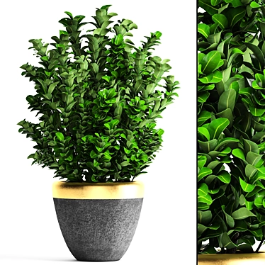 Evergreen Boxwood Shrub 3D model image 1 