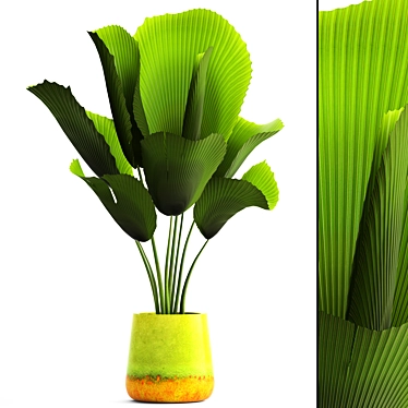 Exquisite Licuala Orbicularis Palm 3D model image 1 