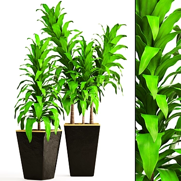 Lush Greenery: Dracaena Collection 3D model image 1 