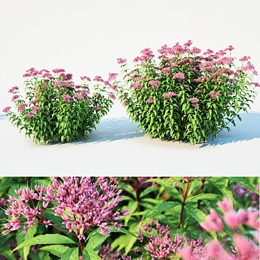 Eupatorium purpureum: Versatile and Stunning 3D model image 1 