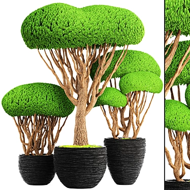 Niwaki Collection: Bonsai & Topiary 3D model image 1 