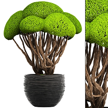 Niwaki Bonsai Cedar Tree 3D model image 1 