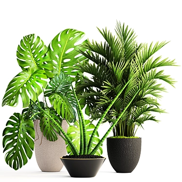 Tropical Plant Collection: Howea, Monstera, Sansevieria 3D model image 1 