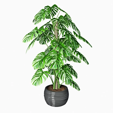 Monstera 02: Smooth Quality 3D model image 1 