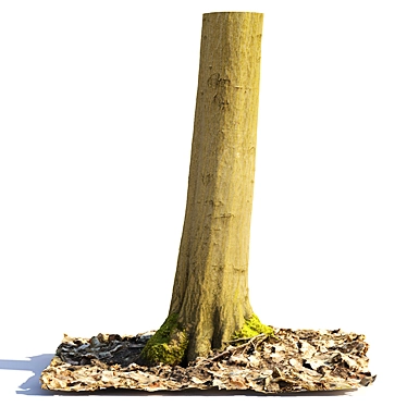 Beech Trunk 3D Model 3D model image 1 