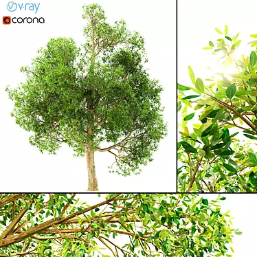 Realistic 3D Tree Model 3D model image 1 