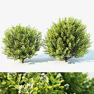 Versatile Ligustrum for Stunning Landscapes 3D model image 1 