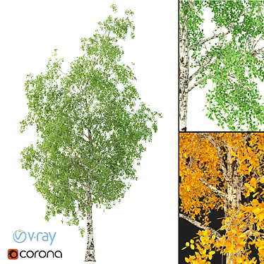 Birch Tree 3D Model: Seasonal Edition 3D model image 1 