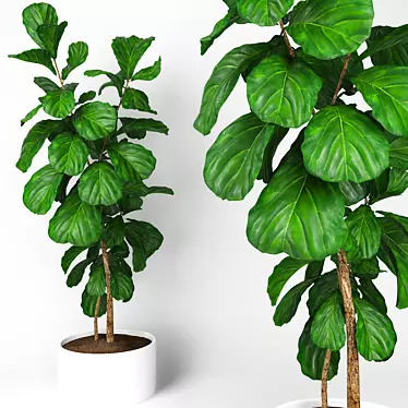 Lush Ficus Lyrata Tree: 3D Model 3D model image 1 