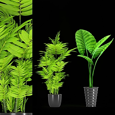 Tall and Beautiful Indoor Plant 3D model image 1 