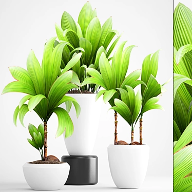 Lush Greenery Collection: Young Coconut Tree & Palm Grass 3D model image 1 