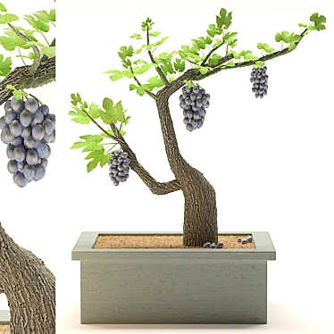 Grapes of Green: Indoor Plant 3D model image 1 