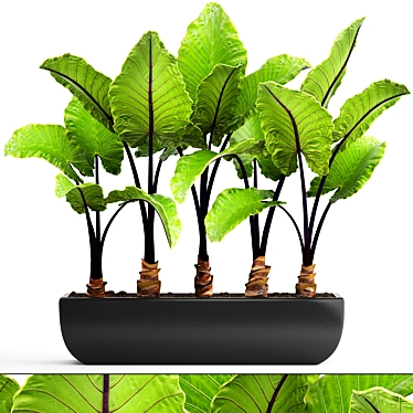 Large-Rooted Alocasia: Collection of 143 Exquisite Plants 3D model image 1 