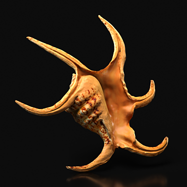 Indian Ocean Chiragra Shell: Exquisite Decorative Piece 3D model image 1 