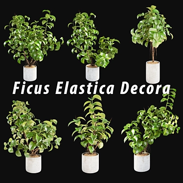 Lush Rubber Plant: Ficus Elastica Decora 3D model image 1 