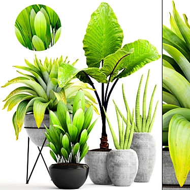 Tropical Plant Collection: Sansevieria, Alocasia & Palm Grass 3D model image 1 