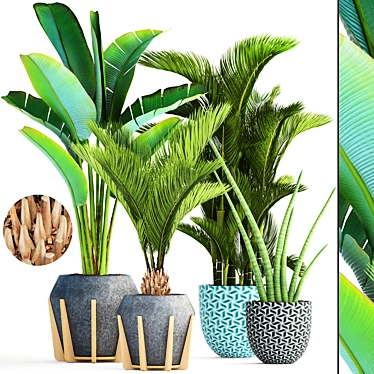 Tropical Plant Collection: Ravenala, Sansevieria, Palm 3D model image 1 