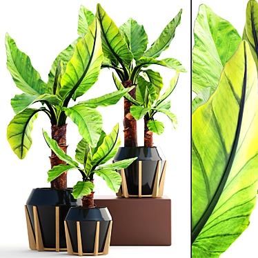 Exotic Araceae: Typhonodorum lindleyanum 3D model image 1 