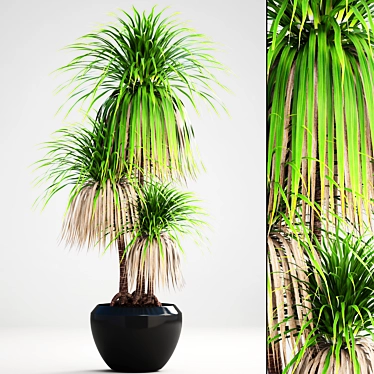 Exotic Dracaena: Vibrant Interior Decor 3D model image 1 