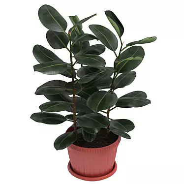 Ficus Elastica