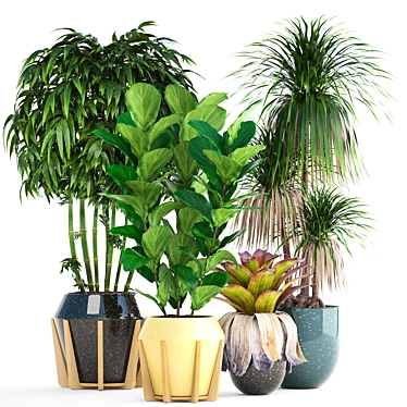 Exotic Plant Collection: Dracaena, Bromelia, Bamboo & Ficus Lyrata 3D model image 1 