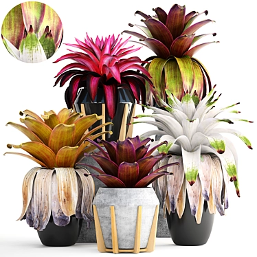 Tropical Bromelia: Exotic Collection of Plants 3D model image 1 