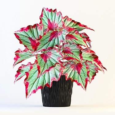 Colorful Rex Begonia Plant 3D model image 1 