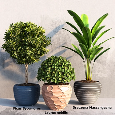 Tropical Plant Trio Set 3D model image 1 
