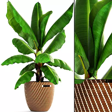 Tropical Vibes in a Pot: Banana Palm 3D model image 1 