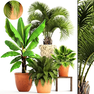 Tropical Plant Collection 3D model image 1 