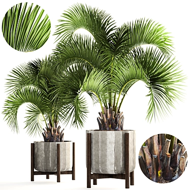 Exotic Butia Capitata Palms 3D model image 1 