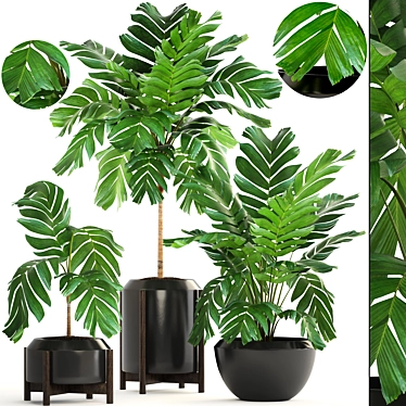 Elegant Chamaedorea: Lush Indoor Palm 3D model image 1 