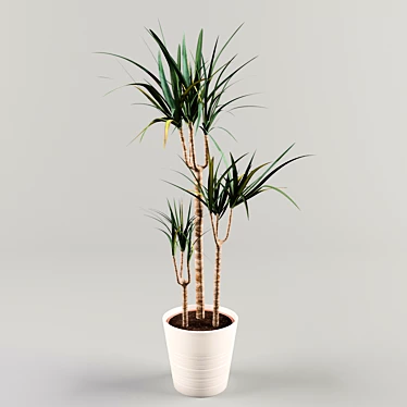 Dracaena - Indoor Leafy Beauty 3D model image 1 