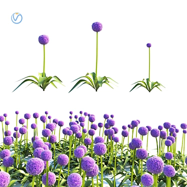 Vibrant Allium Globemaster: Stunning Red Pink Flowers 3D model image 1 