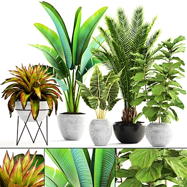 Exotic Plant Collection: Palm, Banana, Ficus 3D model image 1 