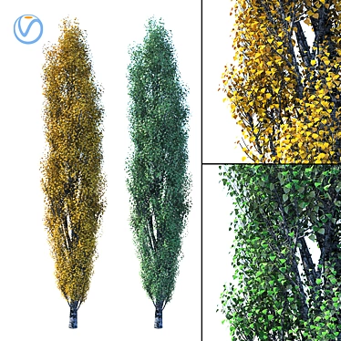 Versatile Populus Tree: Two Annual Variations 3D model image 1 