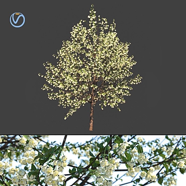 French Beauty: Prunus Avium Plena 3D model image 1 
