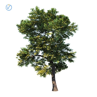 Realistic Fraxinus Ornus Tree 3D model image 1 