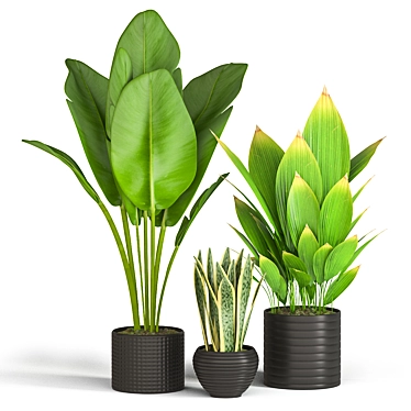 Tropical Green Trio: Bananna, Sansevieria & Palm 3D model image 1 