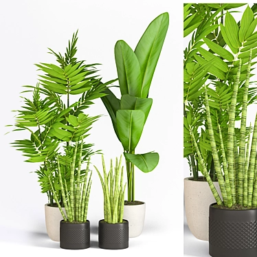 Greenery Collection: Banana, Sansevieria, Bamboo 3D model image 1 
