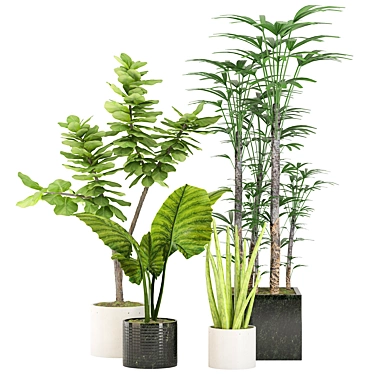 Tropical Indoor Plant Set 3D model image 1 